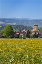 Blooming dandelion meadow in front of St.Margen with monastery church in spring