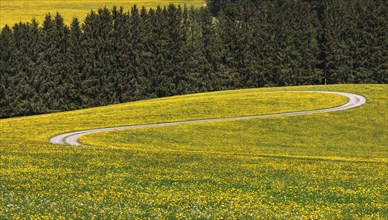 Field path meanders through flowering dandelion meadow in spring