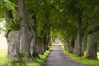 Kurfurstenallee