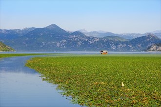 Excursion boat and water lilies on Lake Skadar