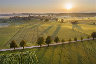 Country road with tree row at sunrise