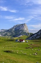 Alm Sarban and mountain Boljska Greda