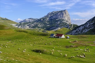 Alm Sarban and mountain Boljska Greda