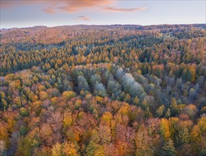 Autumn mixed forest