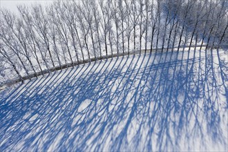 Tree row with long shadows in winter