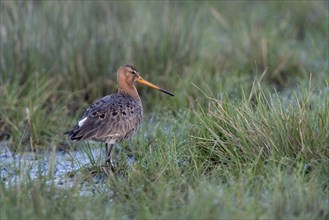 Black-tailed godwit (Limosa limosa) in wetland
