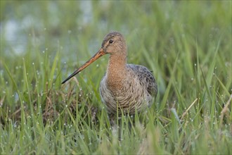 Black-tailed godwit (Limosa limosa) standing in grass with dew drops