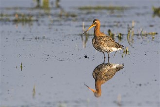 Black-tailed godwit (Limosa limosa) standing in water