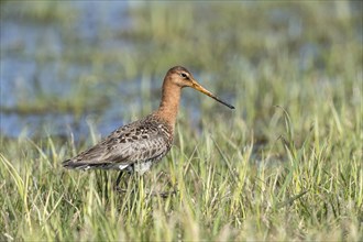 Black-tailed godwit (Limosa limosa) in wetland