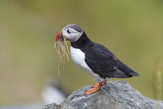 Puffin (Fratercula arctica) sits with nesting material on rock