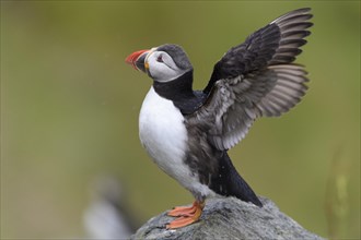 Puffin (Fratercula arctica) flapping its wings