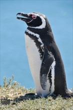 Magellanic penguin (Spheniscus magellanicus)