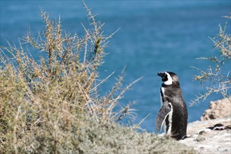 Magellanic penguin (Spheniscus magellanicus)