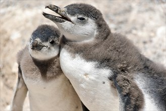 Magellanic penguins (Spheniscus magellanicus)