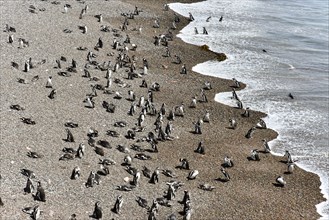 Magellanic penguins (Spheniscus magellanicus)