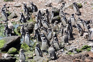 Magellanic penguins (Spheniscus magellanicus)