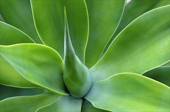 Lion's tail (Agave attenuata)