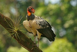 King Vulture (Sarcoramphus papa) stands on a branch