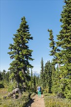 Hiker on hiking trail Panorama Ridge