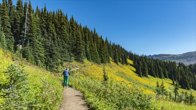 Hiker on hiking trail Panorama Ridge