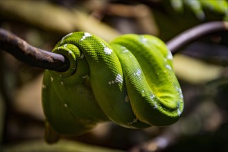 Green tree python (Morelia viridis) lies folded on a branch