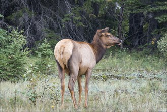 American elk (Cervus canadensis)