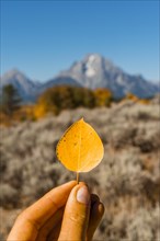 Hand holding yellow autumn leaf of a Common aspen (Populus tremula)