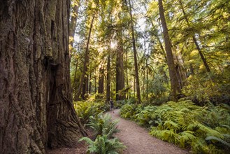 Hiking trail through coastal sequoia forest (Sequoia sempervirens)