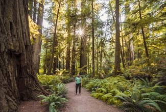 Young woman on a hiking trail through forest with coastal sequoia trees (Sequoia sempervirens) and ferns