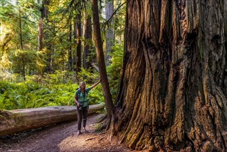 Young woman next to a thick tree trunk of the Sequoia sempervirens (Sequoia sempervirens)