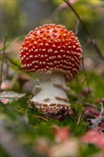 Red Fly agaric (Amanita muscaria) on moss on forest floor