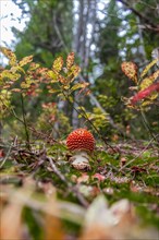 Red Fly agaric (Amanita muscaria) at the forest floor in the deciduous forest