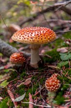 Red Fly agaric (Amanita muscaria) on mossy forest soil