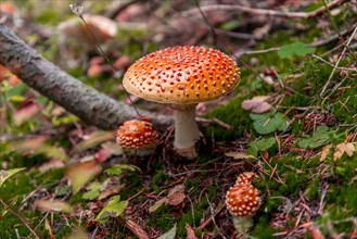 Red Fly agaric (Amanita muscaria) at the forest floor