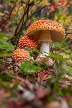 Red Fly agaric (Amanita muscaria) at the forest floor