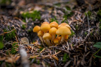 Conifer tufts (Hypholoma capnoides) at the forest floor