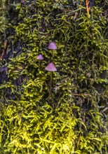Small purple Bonnets (Mycena) grow on mossed tree trunk