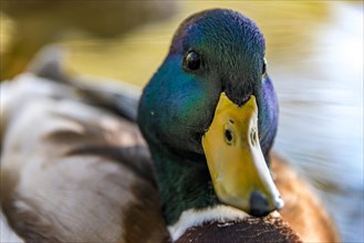 Male mallard (Anas platyrhynchos) in water