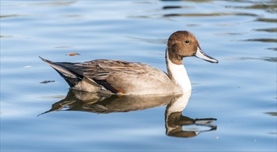 Pintail (Anas acuta) in water