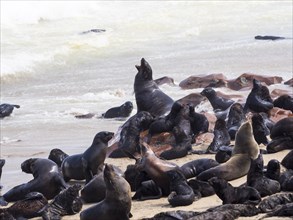 South African fur seals (Arctocephalus pusillus)