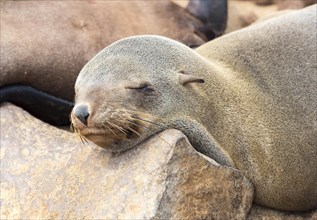 Soth African fur seal (Arctocephalus pusillus)