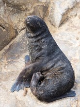 South African fur seal (Arctocephalus pusillus)