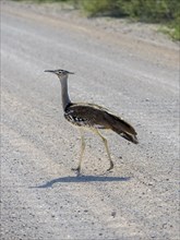 Kori bustard (Ardeotis kori) walking on gravel road