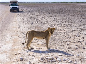 Young Lioness (Panthera leo) in front of tourist car