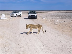 Young Lioness (Panthera leo) in front of tourist car