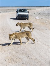 Young Lionesses (Panthera leo) in front of tourist car
