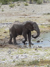 African bush elephant (Loxodonta africana) at waterhole