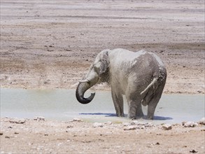 African bush elephant (Loxodonta africana) splattered with mud