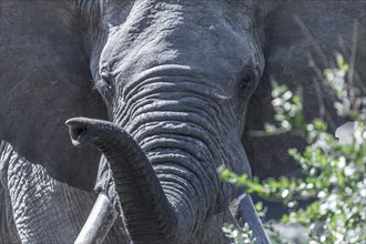 African Elephant (Loxodonta africana) with trunk raised