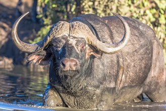 Cape buffalo (Syncerus caffer) in water